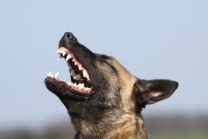 Можно ли создавать зоопитомники на территории СНТ?